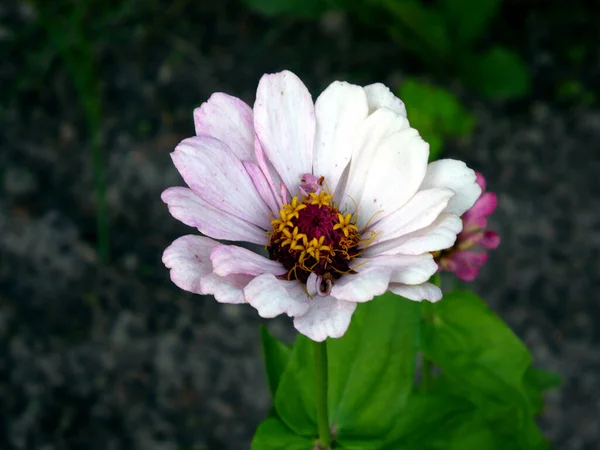 紫のシンニアの花美しい緑の葉茶色の地面 — ストック写真