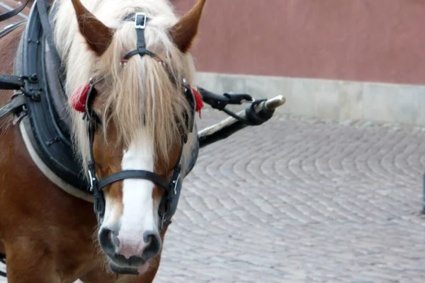 Team Harnessed Horde Old Town Warsaw Poland Cart Waiting Standing — Stock Photo, Image