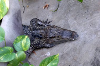 Yukarıdan çekilen timsah çimento zemindeki çalıların altından çıkar.