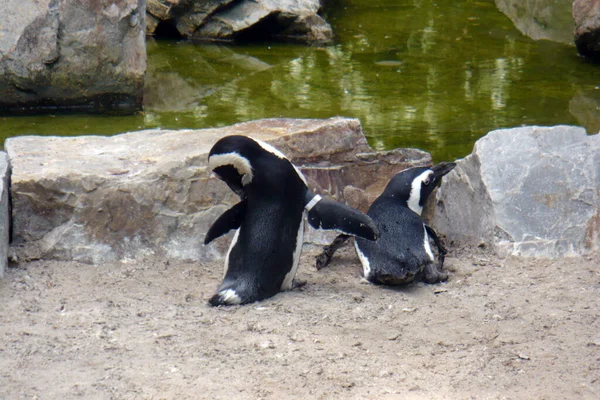 Dos Pingüinos Negros Con Sus Espaldas Las Rocas Sobre Estanque — Foto de Stock