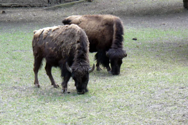 Két Bölény Legel Állatkertben Állatkertben Esznek Réten — Stock Fotó