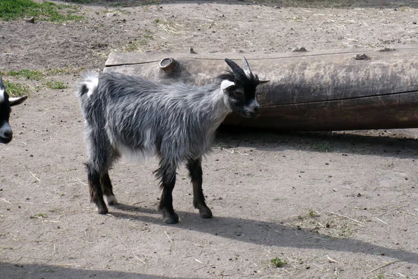 动物园的人行道上站着一只灰色的小山羊 — 图库照片