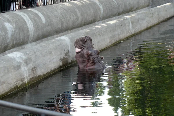 Large Gray Hippo Wide Pond Water Looking Looks Guests — Stock Photo, Image