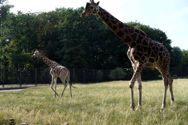 Deux Girafes Dans Zoo Tient Sur Herbe Étend Long Cou — Photo