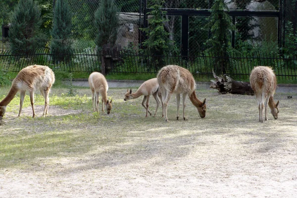 Una Manada Llamas Zoológico Come Suelo Aparte — Foto de Stock