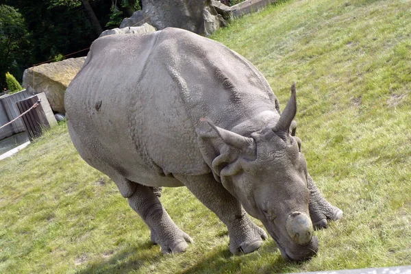 Серый Носорог Рога Кормит Зоопарке Африканское Животное — стоковое фото