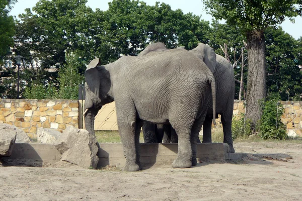 동물원의 코끼리 — 스톡 사진