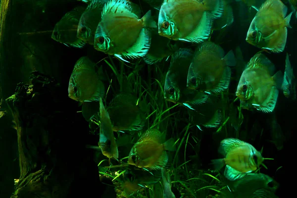 Peces Verdes Acuario Iluminación Una Manada Flujos Cardúmenes —  Fotos de Stock