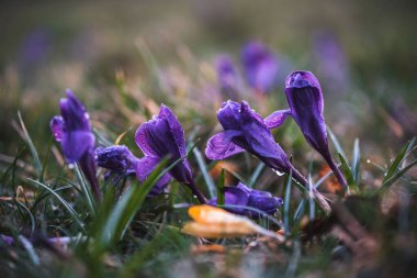 Mor renkli timsahlar yağmur damlalarından ıslanmış çiy damlaları şehrin çayırlarında akşam vakti.