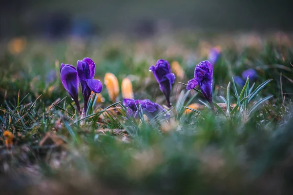 Crochi Viola Viola Bagnati Gocce Acqua Piovana Rugiada Sul Prato — Foto Stock