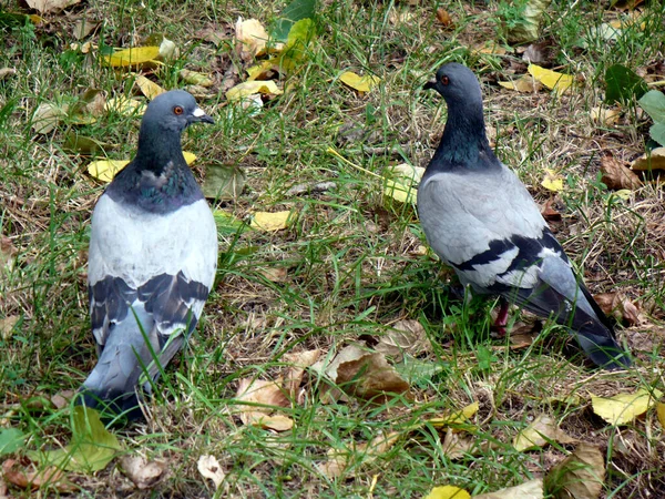 Deux Pigeons Dans Ville Sur Herbe Verte Vers Arrière Automne — Photo