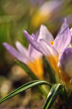 Yaban çiçeği mor menekşe timsahlar çimenli dağ çiçeklerinin çayırlarında