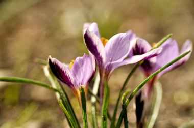 Yaban çiçeği mor menekşe timsahlar çimenli dağ çiçeklerinin çayırlarında