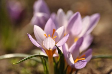 Yaban çiçeği mor menekşe timsahlar çimenli dağ çiçeklerinin çayırlarında