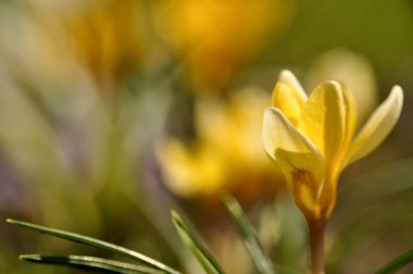 Çimenli dağ çiçeklerinin üzerindeki çayırlarda kır çiçekleri.