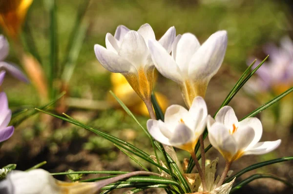 Wildblumen Weiße Krokusse Auf Der Wiese Auf Dem Rasen Bergblumen — Stockfoto