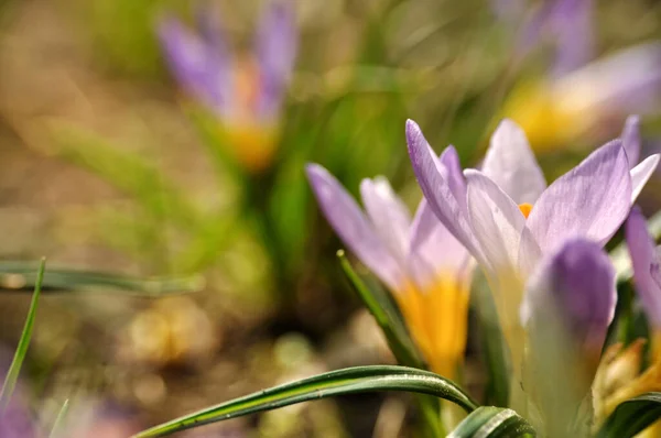 Yaban Çiçeği Mor Menekşe Timsahlar Çimenli Dağ Çiçeklerinin Çayırlarında — Stok fotoğraf