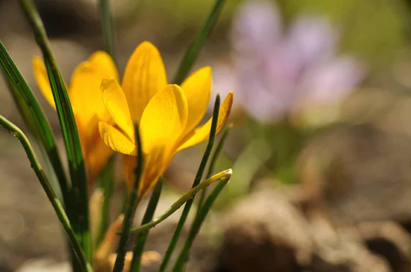 Wildblume Gelb Violett Violette Krokusse Auf Der Wiese Auf Dem — Stockfoto