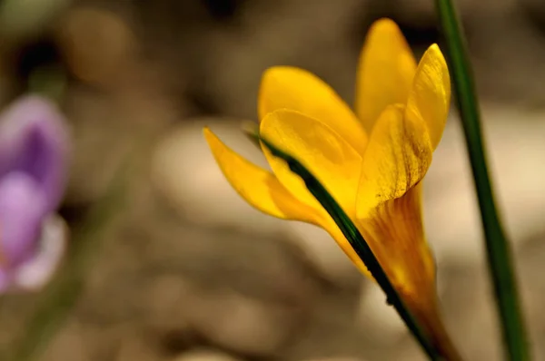 wildflower yellow  crocuses on the meadow on the lawn mountain flowers