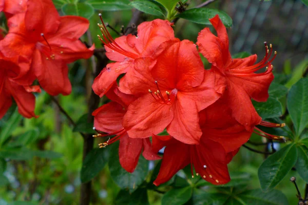 Kırmızı açelya rhododendron yeşil yaprakları arka planda çitlerle birlikte bahçede