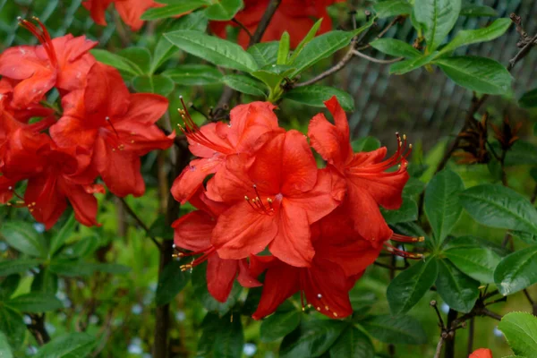 Rouge Azalée Rhododendron Feuilles Vertes Dans Jardin Avec Clôture Arrière — Photo