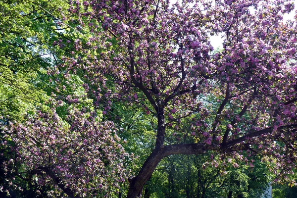 Flourishing Cherry Tree Violet Pink Park Crown Tree Greenery — Stock Photo, Image