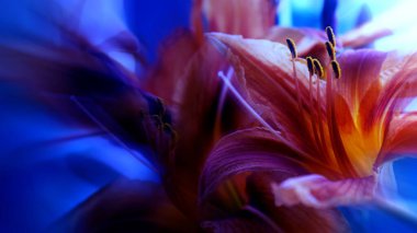 Zambak çiçeği soyutlaması. Renkli arka plan. Mavi turuncu ve pembe.