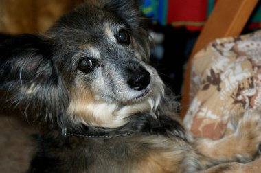 Evdeki küçük melez köpek portresi renkli arka plana doğru bakıyor.