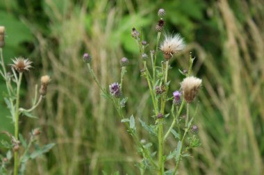 Devedikeni tohumları mor çiçeklerle dolu bir çayırda