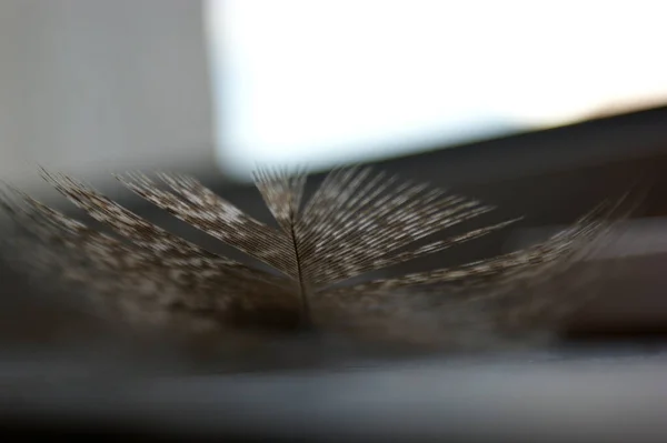 Gray Pheasant Feather Lies Stone Base Closeup Macro — Stock Photo, Image