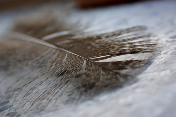 Gray Pheasant Feather Lies Stone Base Closeup Macro — Stock Photo, Image