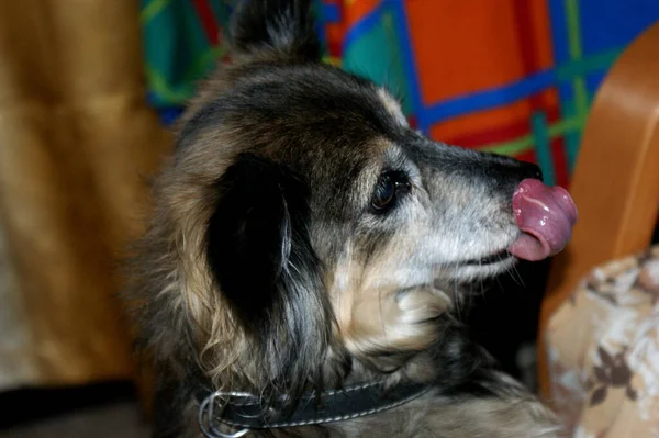 Small Mongrel Dog Tongue Top Portrait Home Colorful Background — Stockfoto