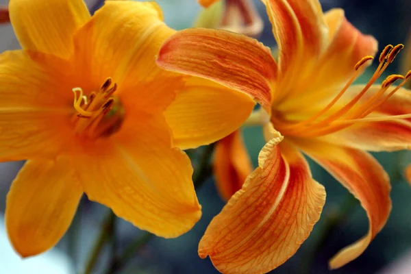 Liliom Virág Narancs Közelkép Háttér Gyönyörű Makró Két Virág Fej — Stock Fotó