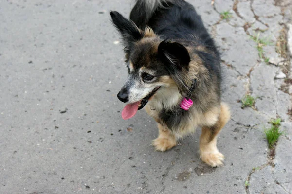 Piccolo Cane Bastone Lingua Sul Ritratto Alto Sul Pavimento Piedi — Foto Stock