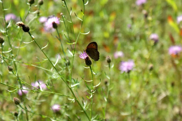 Meadow Brown Butterfly Purple Violet Flower Green Meadow — Stock Photo, Image