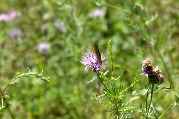 Луг Коричневий Метелик Фіолетовій Фіолетовій Квітці Зеленому Лузі — стокове фото