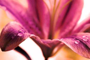 Zambak çiçeği pembe arka plan güzel makro iki çiçek kafalar bir objet