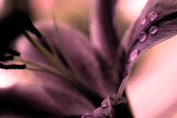 Zambak Çiçeği Pembe Arka Plan Güzel Makro Iki Çiçek Kafalar — Stok fotoğraf