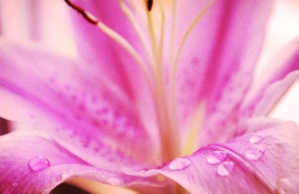 Lilja Blomma Rosa Närbild Bakgrund Vacker Makro Två Blomma Huvuden — Stockfoto