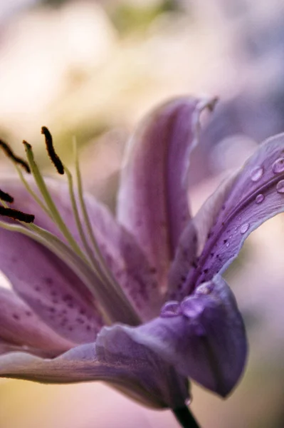 Fleur Lys Rose Fond Gros Plan Belle Macro Deux Capitules — Photo