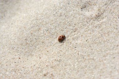 Yedi noktalı uğur böceği kumsalda güneşli bir günde yürüyor.