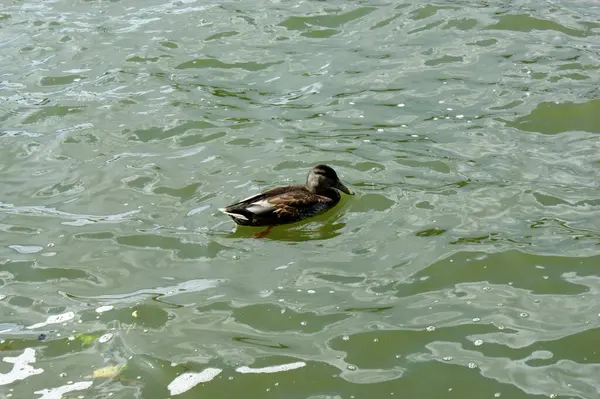 Anatra Nuota Sul Lago Acqua Verde Giornata Sole — Foto Stock