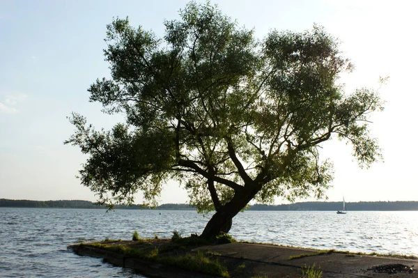 Árbol Único Isla Silueta Península Lago —  Fotos de Stock