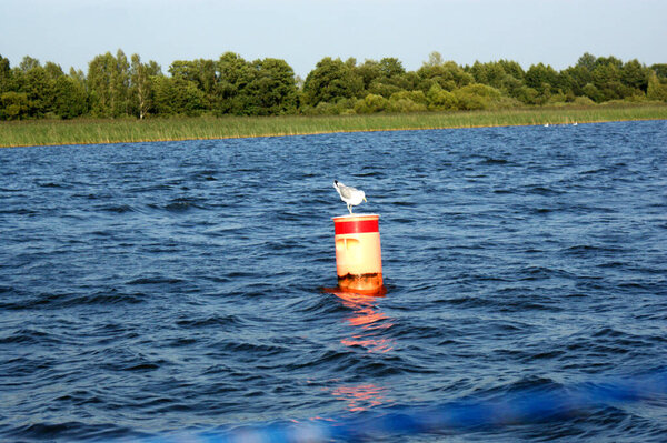 seagull bird sit on buoy on the lake blue water and waves green grass trees bushes