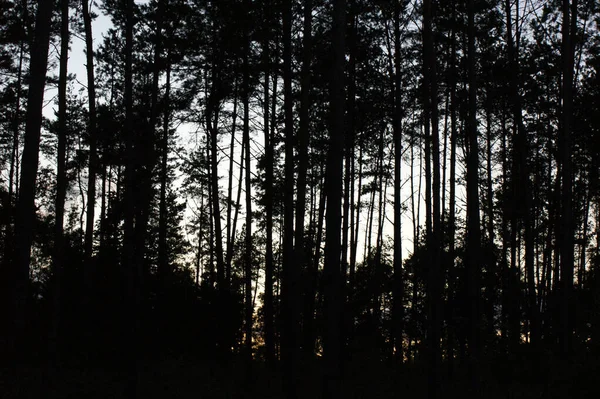 Високі Дерева Лісовий Зелений Парку Силует Сутінках — стокове фото