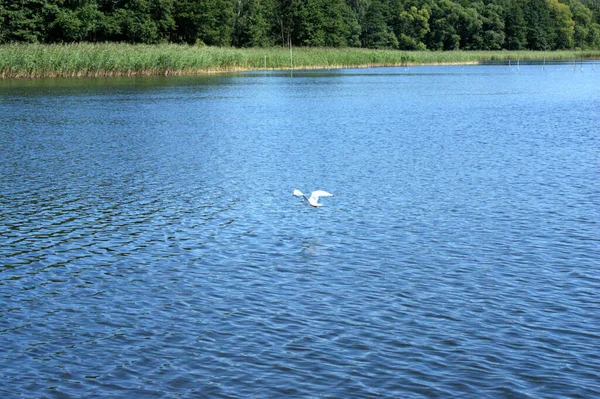 Måsfågel Flyger Svävande Över Sjön Längs Den Gröna Stranden Gräs — Stockfoto