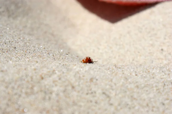 Yedi Noktalı Uğur Böceği Kumsalda Güneşli Bir Günde Yürüyor — Stok fotoğraf