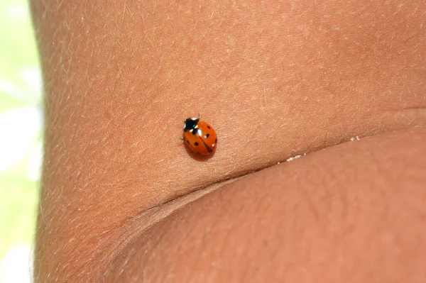 ladybug insect walks on human skin tanned skin summer beach sand sweaty skin