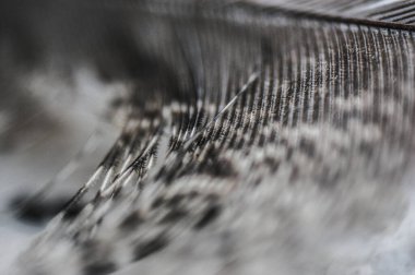 Gri sülün tüyü yakın çekim makrosu boyunca parlar.