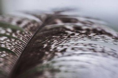 Gri sülün tüyü yakın çekim makrosu boyunca parlar.